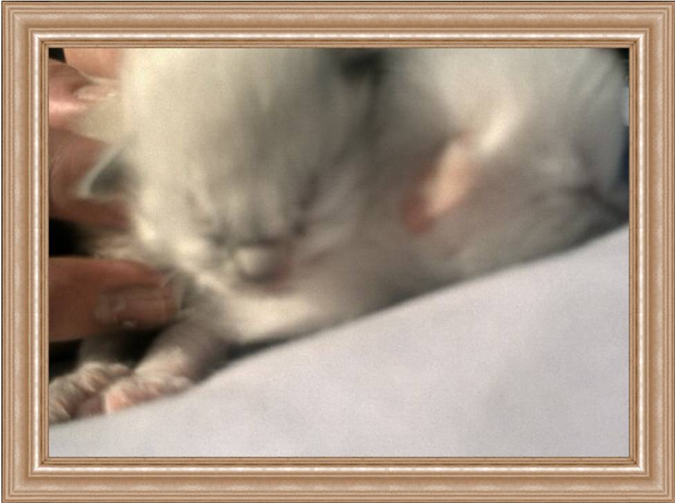 newbabys.jpg