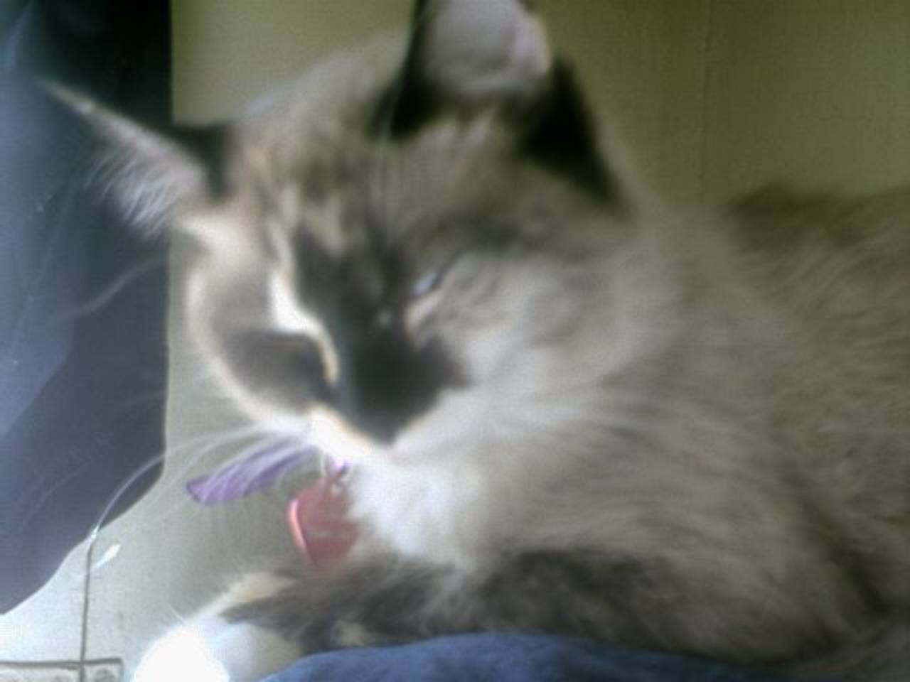 puddy0011.jpg