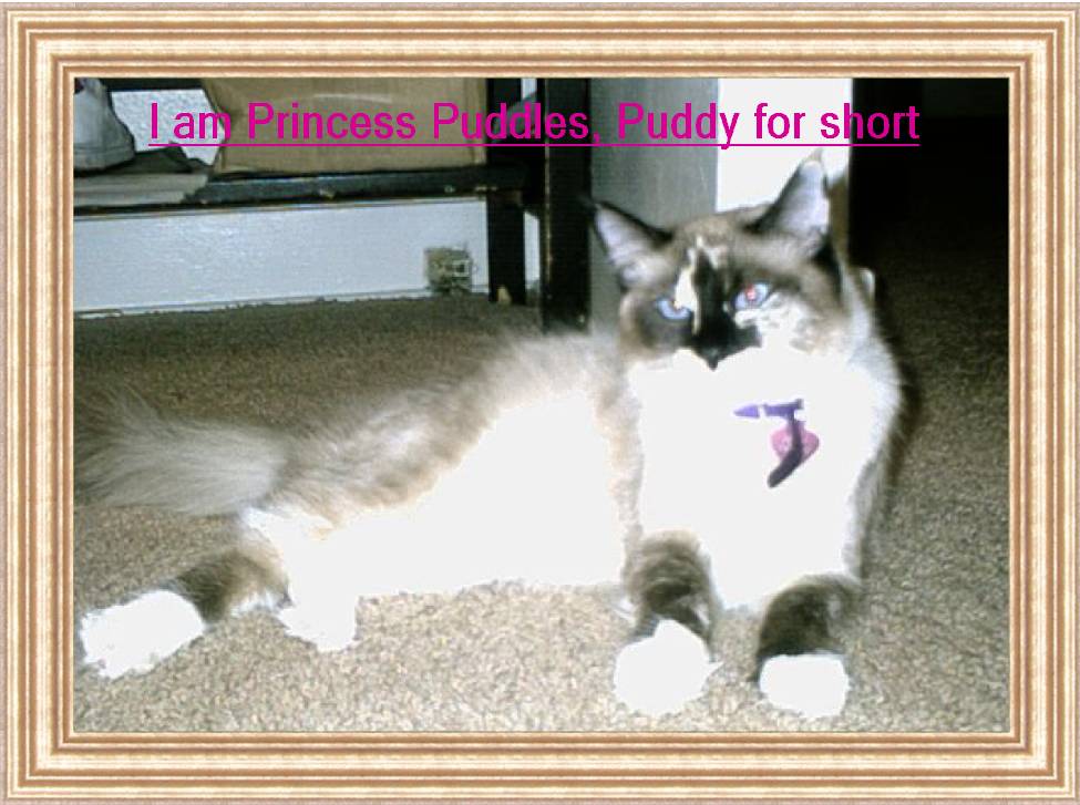 puddy2.jpg