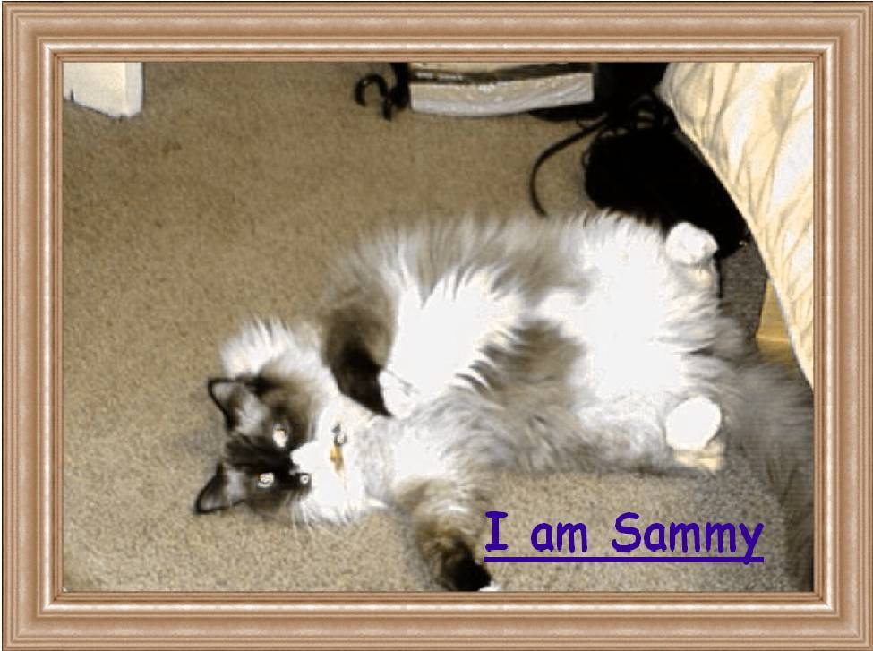 sammy1.jpg